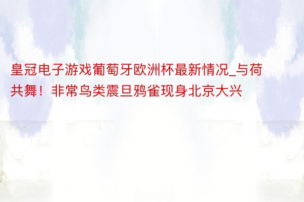 皇冠电子游戏葡萄牙欧洲杯最新情况_与荷共舞！非常鸟类震旦鸦雀现身北京大兴